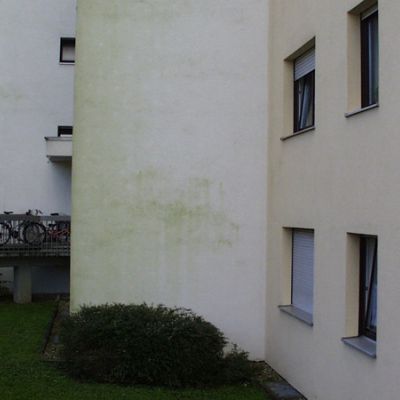 algen08.jpg