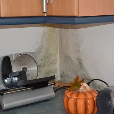 schimmel07.jpg