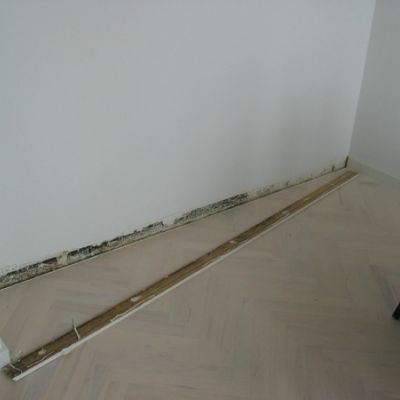 schimmel09.jpg