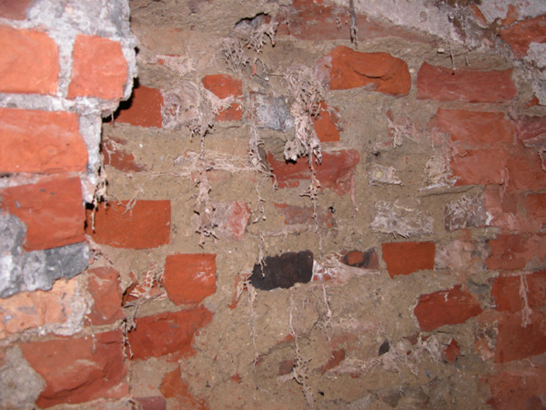 Echter Hausschwamm Robert Kussauer Sachverständiger